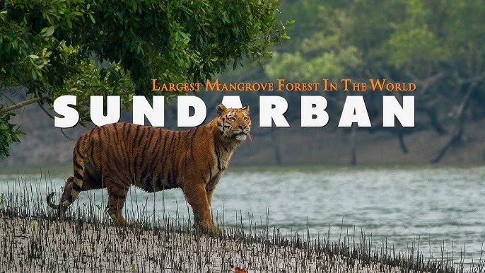 Sundarbans Day Trip