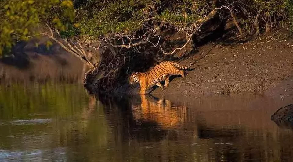 Sundarbans Day Trip